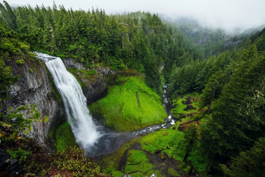 A waterfall among pines and moss